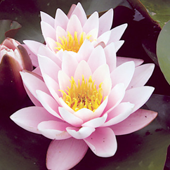 Nénuphar Marliacea Rosea