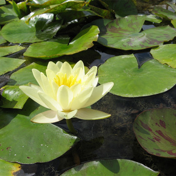 Nénuphar Marliacea Chromatella