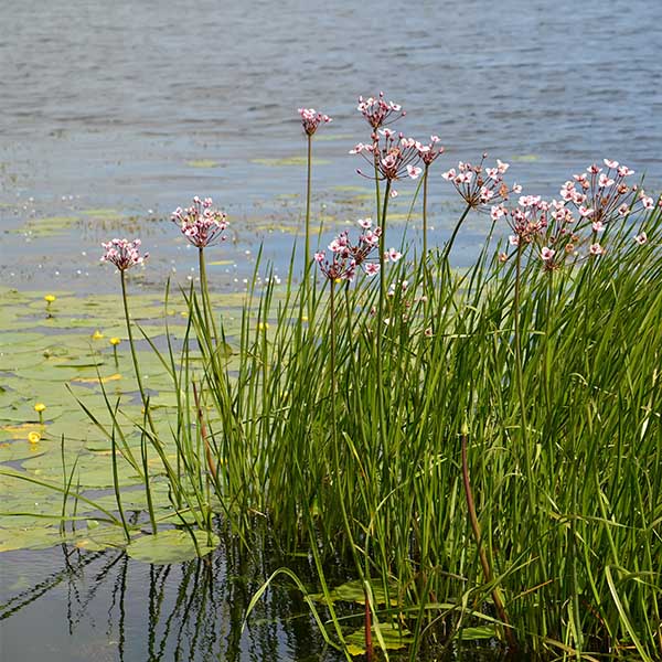 Butomus umbellatus - Image 1