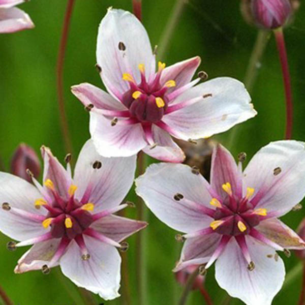 Butomus umbellatus - Image 2