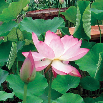 Lotus - Nelumbo Chawan Basu