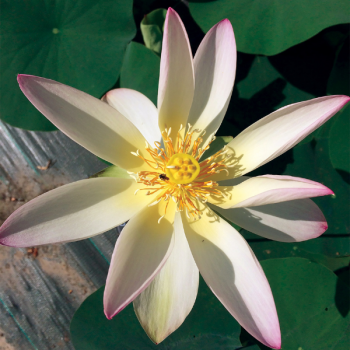 Lotus - Nelumbo Feng Wu