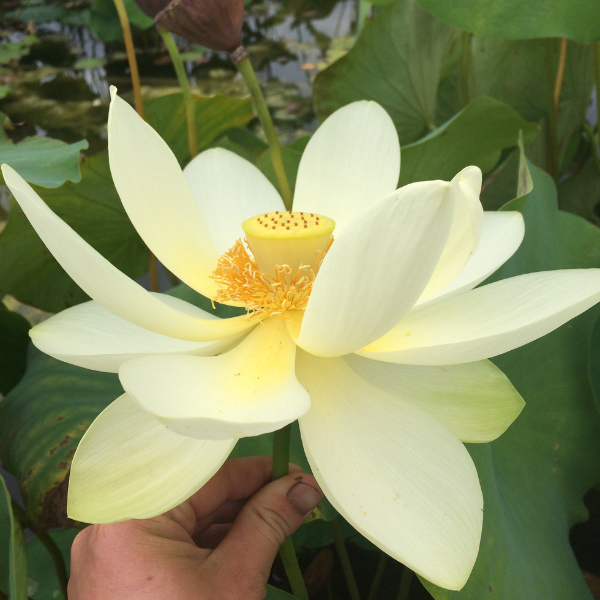 Lotus - Nelumbo Flavescens
