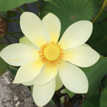 Lotus - Nelumbo Flavescens