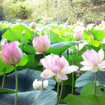 Lotus - Nelumbo nucifera - Image 1