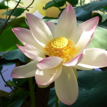 Lotus - Nelumbo nucifera