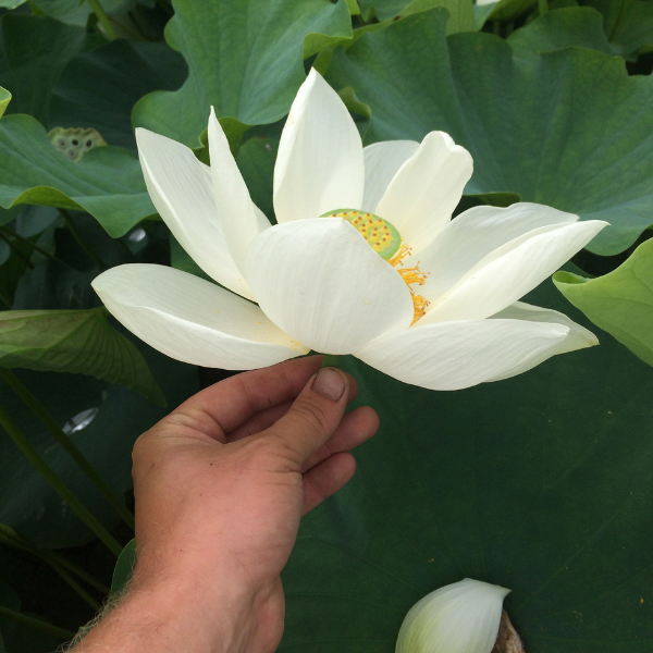 Lotus - Nelumbo Stellar White - Image 1