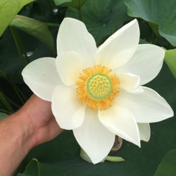 Lotus - Nelumbo Stellar White