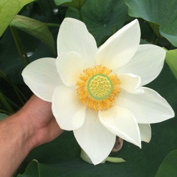 Plante d'aquarium - Lotus - Nelumbo Nucifera - Petits Compagnons