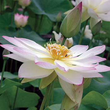 Miniature slider - Lotus - Nelumbo Tricolore