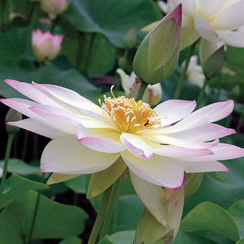 Lotus - Nelumbo Tricolore