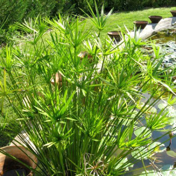 Cyperus alternifolius