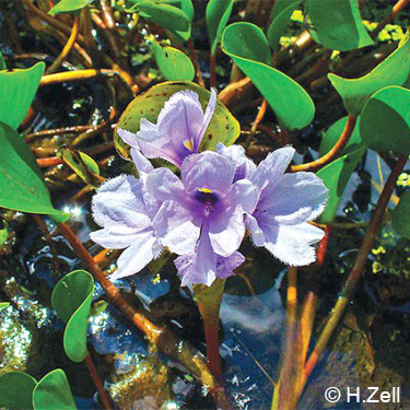 Eicchornia azurea