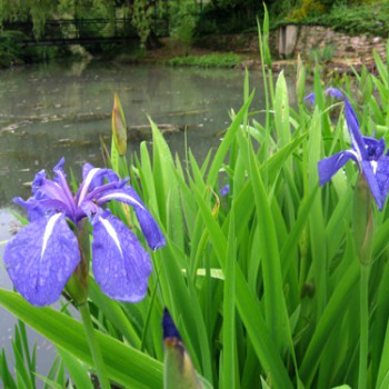 Iris laevigata ´Latour Marliac´