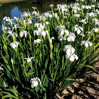 Iris laevigata ´Snowdrift´