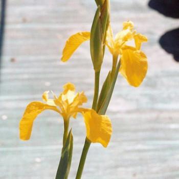 Iris pseudacorus