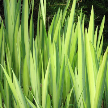 Iris pseudacorus ´Variegata´