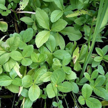 Menyanthes trifoliata