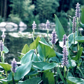 Pontederia cordata