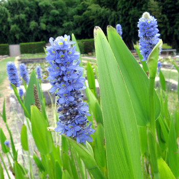 Pontederia  lanceolata