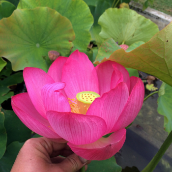 Miniature slider - Lotus - Nelumbo Qingling Holian