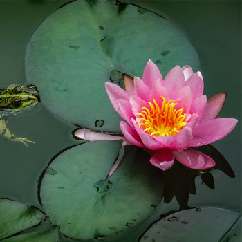 Nénuphar Marliacea Rosea