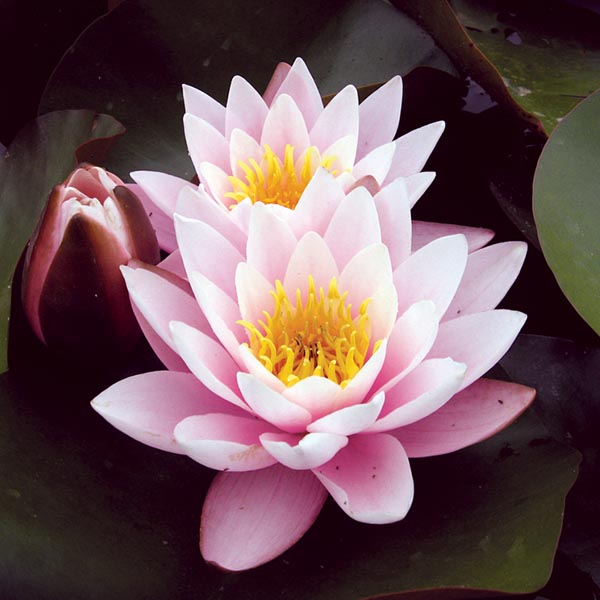 Nénuphar Marliacea Rosea - Image 2