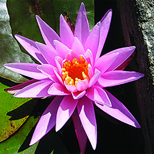 Nénuphar American Star