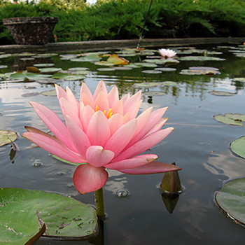 Achat Nymphaea X 'Marliacea Rosea' (Nénuphar, rose clair)