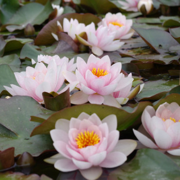 Nénuphar Fabiola