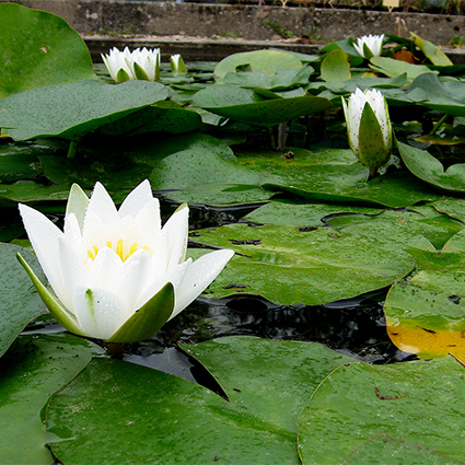 Nénuphar Hermine