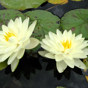 Nénuphar Lemon Chiffon