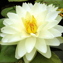 Nénuphar Lemon Chiffon