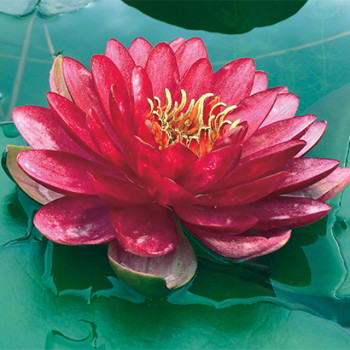 Nénuphar Manee Red