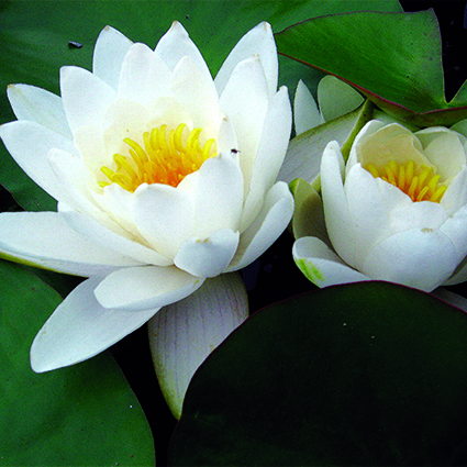 Nénuphar Marliacea Albida