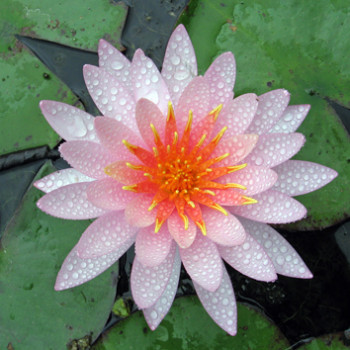 Achat Nymphaea X 'Marliacea Rosea' (Nénuphar, rose clair)