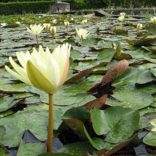 Nénuphar Odorata Sulphurea Grandiflora