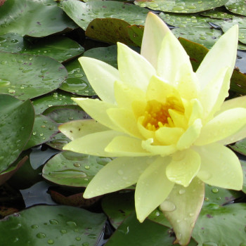 Nénuphar Odorata Sulphurea Grandiflora