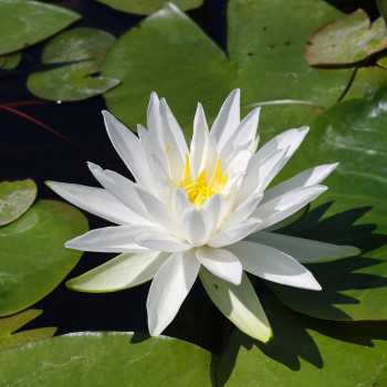 Nymphaea X 'Marliacea Albida' (Nénuphar, blanc)