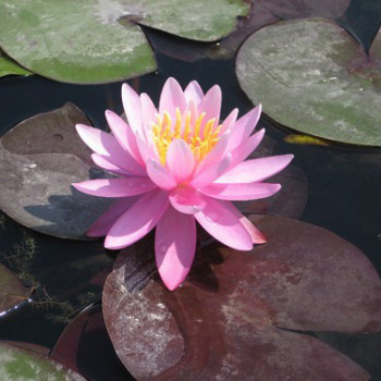 Nénuphar Odorata Exquisita