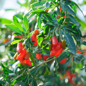 Goji - Lycium barbarum