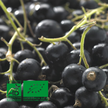 Cassissier Noir de Bourgogne Agriculture Biologique