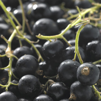 Cassissier Noir de Bourgogne Agriculture Biologique