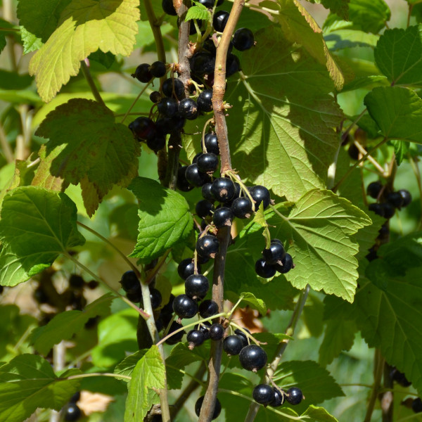 Cassissier Perles d´Auvergne® Agriculture Biologique