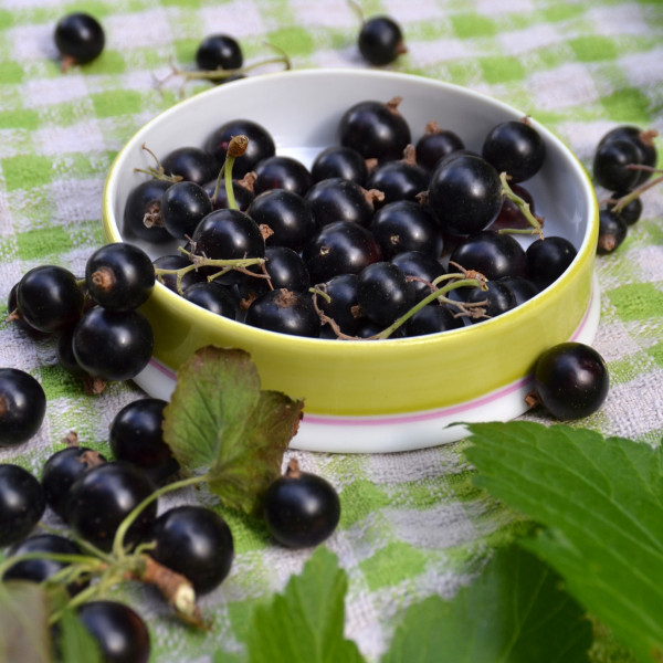 Cassissier Perles d´Auvergne® Agriculture Biologique