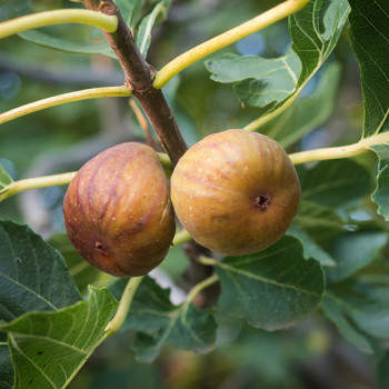 Figuier Madeleine des 2 Saisons