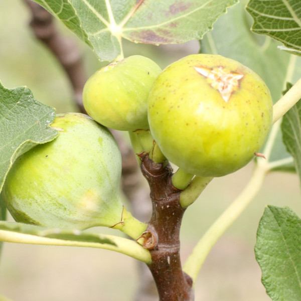 Collection Figues rouges et blanches