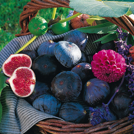 Collection Figuiers - Image 1