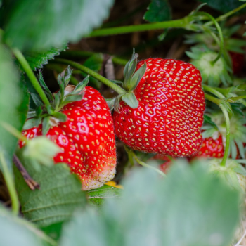 Fraisier Généreuse des Combrailles®