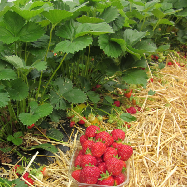 Fraisier Rubis des Jardins® Lot 20  Racines nues